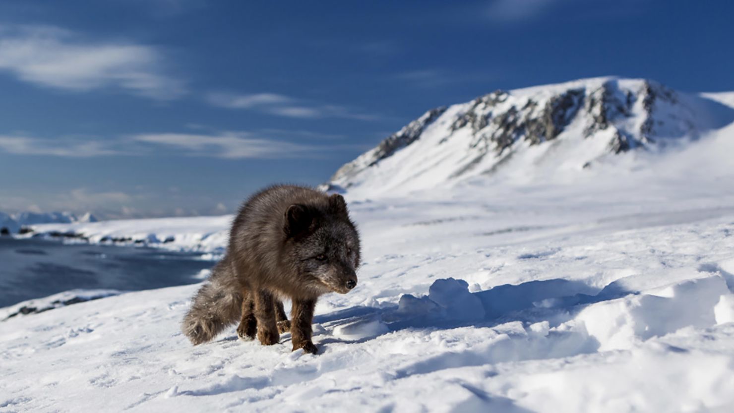 The young female arctic fox covered an incredible distance.