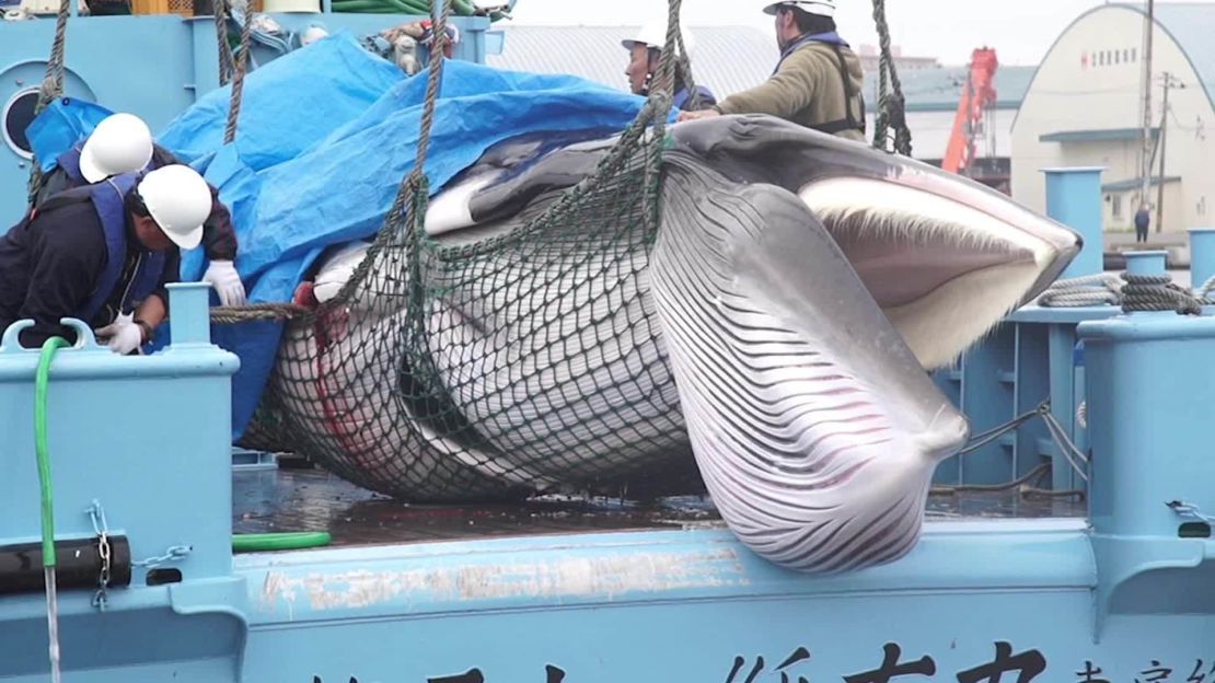 A whale caught in Japan's first hunt after its ban on commercial hunting in domestic waters was lifted on July 1, 2019.