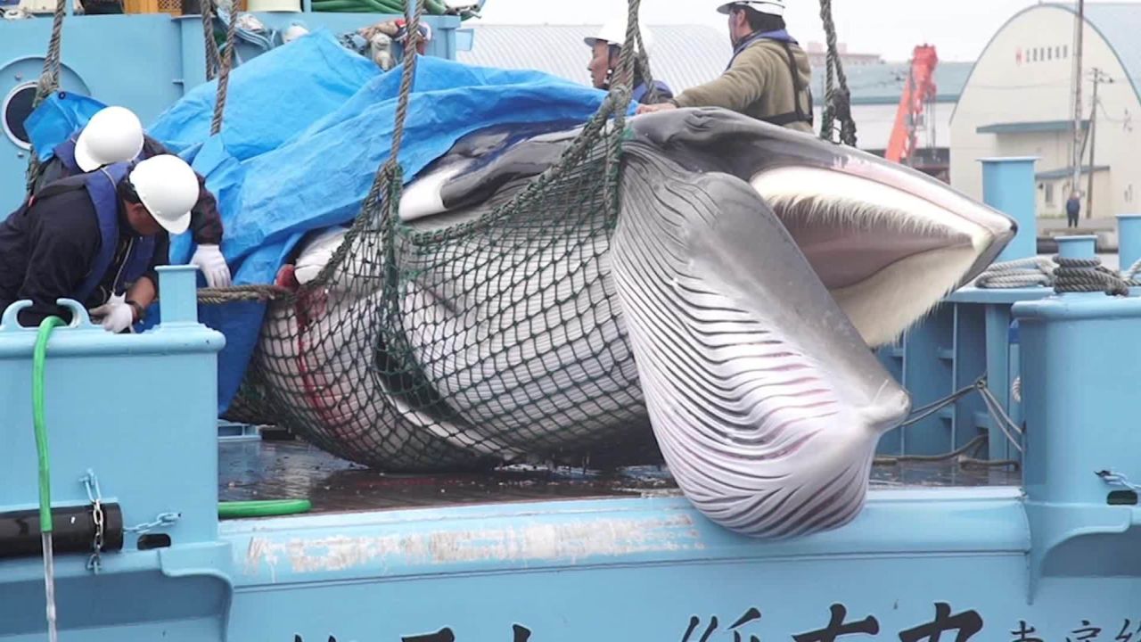 A whale caught in Japan's first hunt after its ban on commercial hunting in domestic waters was lifted on July 1, 2019.
