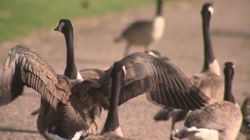 Canada goose clearance migration 2019