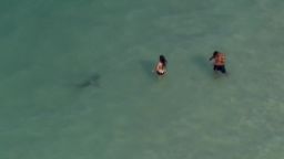 A shark swims near swimmers on Monday at Daytona Beach, Florida.