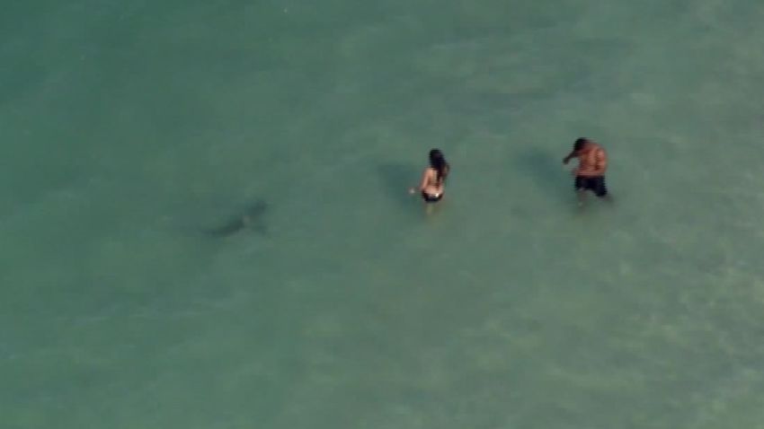02 Daytona beach shark swimmers GRAB