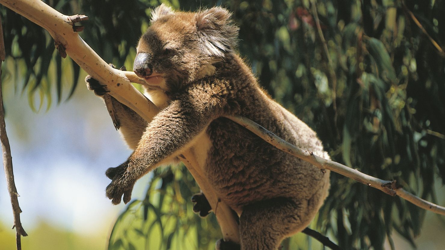 Chlamydia is rampant in the primary koala habitat in New South Wales and Queensland.