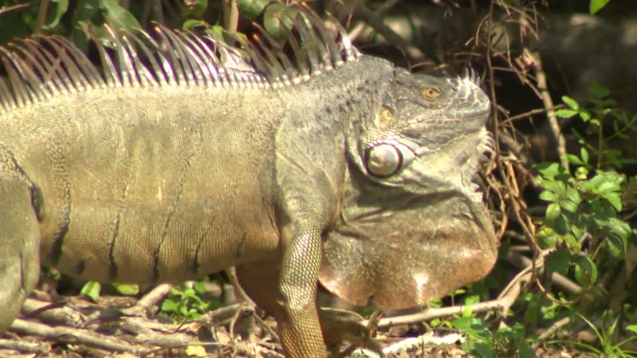 iguanas in florida
