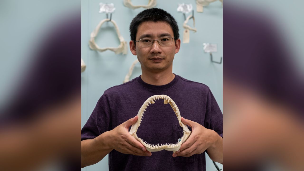 Lei Yang holds the jaw of a blacktip shark, which is similar to the shark that bit the surfer in 1994.