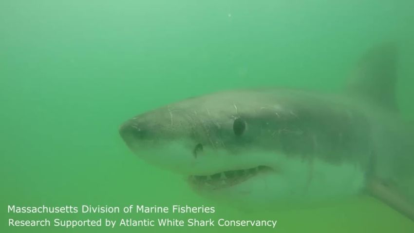 Has the great white shark really vanished from Cape Town? | CNN