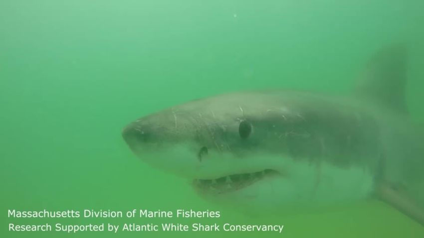 atlantic white shark conservancy_00002014.jpg