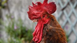 (FILES) In this file photo taken on June 5, 2019, the rooster "Maurice" stands in Saint-Pierre-d'Oleron in La Rochelle, western France. - Maurice the rooster will be on trial on July 4, 2019, as Rochefort's high court (Tribunal de Grande Instance) is set to rule on whether a lively cockerel should be considered a neighbourly nuisance in a case that has led to shreiks of protest in the countryside. (Photo by XAVIER LEOTY / AFP)XAVIER LEOTY/AFP/Getty Images