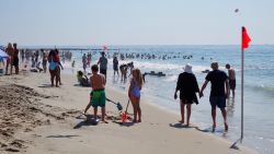 04 new jersey 800 pound shark july fourth