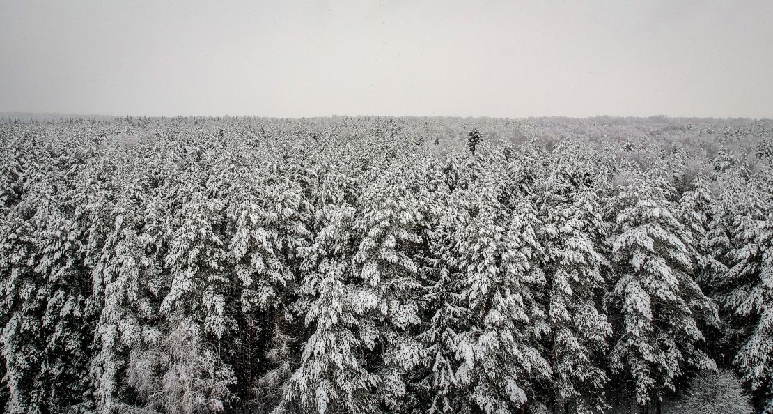 Russia has the greatest potential for forest restoration, according to the study.