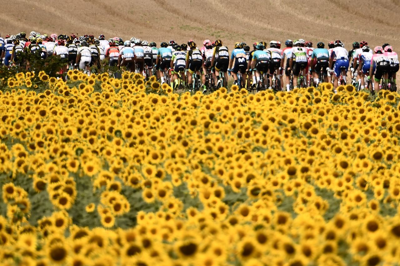 A field of sunflowers provides the perfect foreground as the tightly packed peloton of the Tour de France passes by.