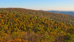 Trees at the peak of Fall color are seen October 26, 2013 in the Shenandoah National Park in Virginia.  AFP PHOTO / Karen BLEIER        (Photo credit should read KAREN BLEIER/AFP/Getty Images)