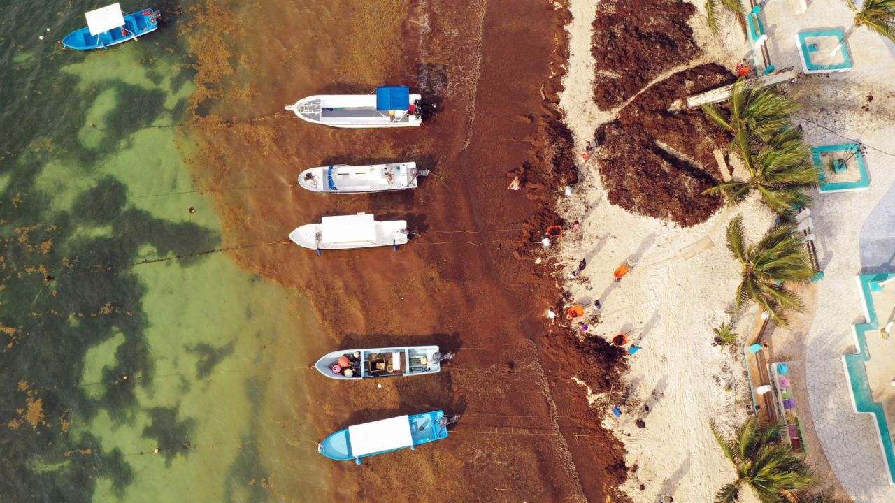 Aerial view of residents removing Sargassum in Puerto Morelos, Quintana Roo state, Mexico, on May 15, 2019.