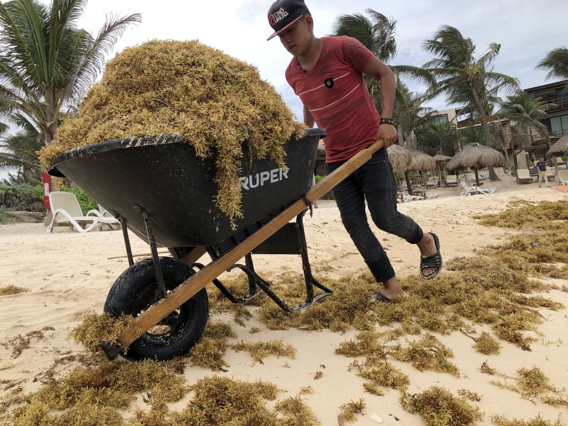 A worker uses a rake to clean up piles of  sargassum, a seaweed-like algae, from a beach on June 15, 2019 in Tulum, Mexico. 