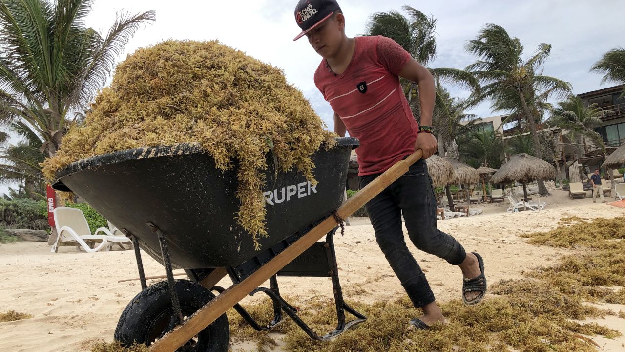 A worker uses a rake to clean up piles of sargassum, a seaweed-like algae, from a beach on June 15, 2019 in Tulum, Mexico.