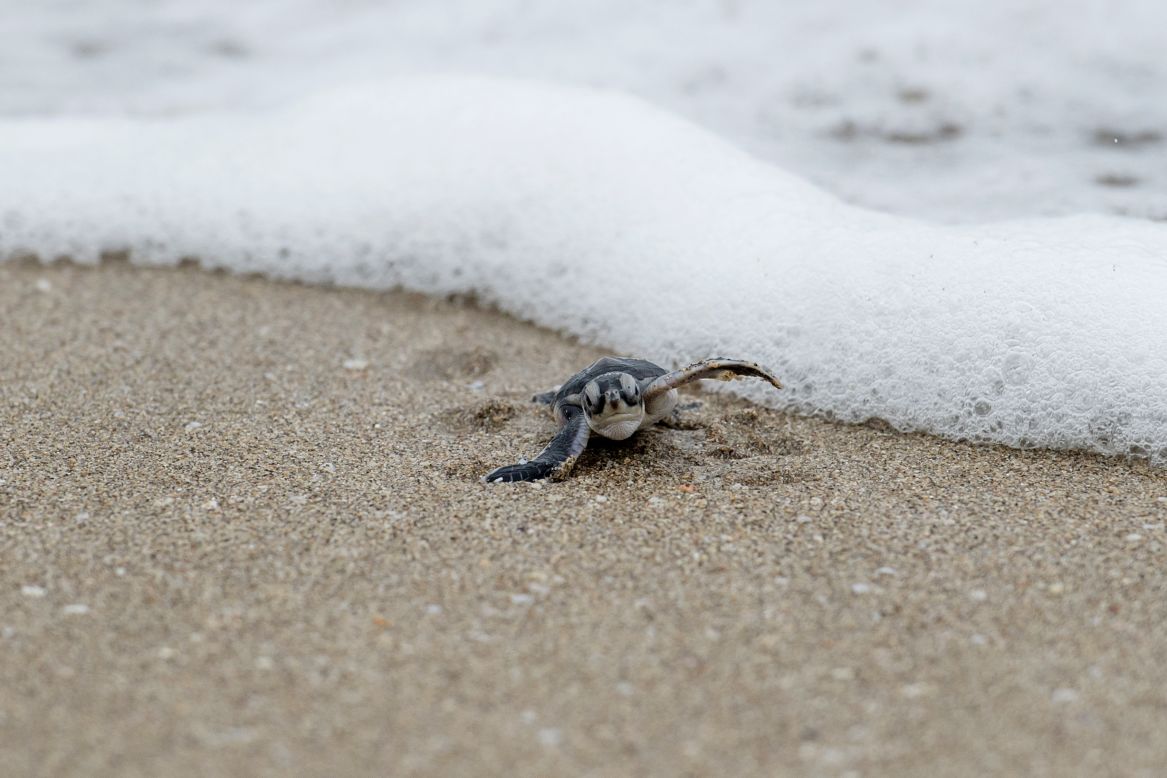 <strong>Green turtle -</strong>- It is classed as endangered by the International Union for Conservation of Nature <a href="https://www.iucnredlist.org/species/4615/11037468" target="_blank" target="_blank">(IUCN), </a>which considers the harvesting of eggs and adults as the biggest threat green turtles face, along with incidental bycatch (when turtles are caught unintentionally during fishing for other species).