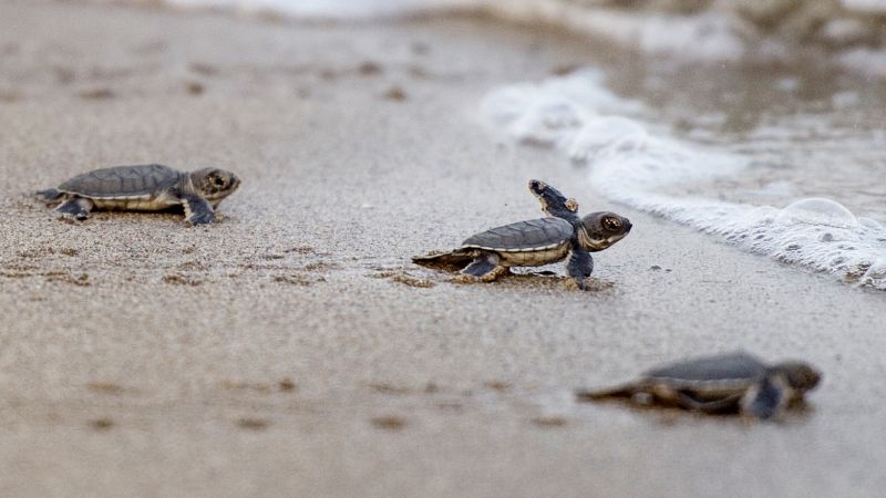 Baby sea turtles interrupt show | CNN