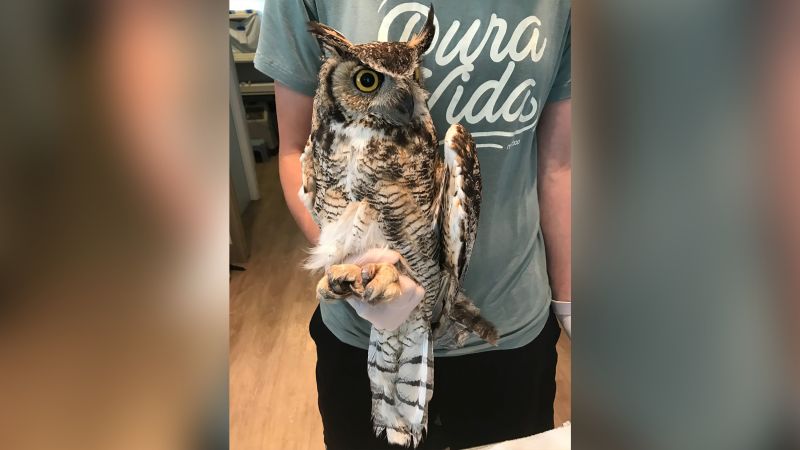 Great horned best sale owl pet