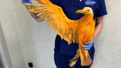 A seagull covered in curry was rescued by an animal hospital