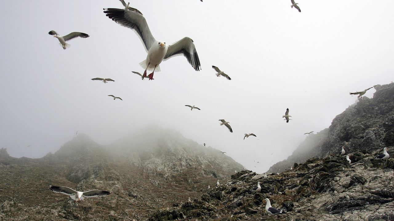 In this file photo from 2006, gulls hover over the rookery at the North Landing area of the Farallon Islands National Marine Sanctuary in California.