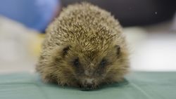 With over 10,000 animals coming through the door each year, Tiggywinkles wildlife hospital is the busiest—and cutest—in Europe.