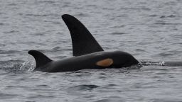 In the morning of July 5, 2019, J and K pods of the Southern Resident Killer Whale (SRKW) population finally made an appearance in inland waters off San Juan Island for the first time in more than two months. 