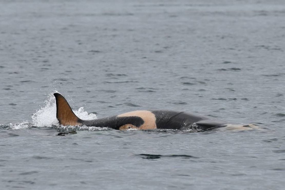 The new mother was seen  with her new calf and three other young females.