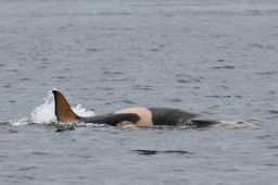 The new mother was seen with her new calf and three other young females.