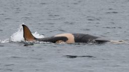 In the morning of 5 July 2019, J and K pods of the Southern Resident Killer Whale (SRKW) population finally made an appearance in inland waters off San Juan Island for the first time in more than two months. A large crowd of people awaited their arrival at Lime Kiln State Park to get a glimpse of the new baby whale that was first reported on the British Columbia coast near Tofino on 30 May by a local whale watch company. 