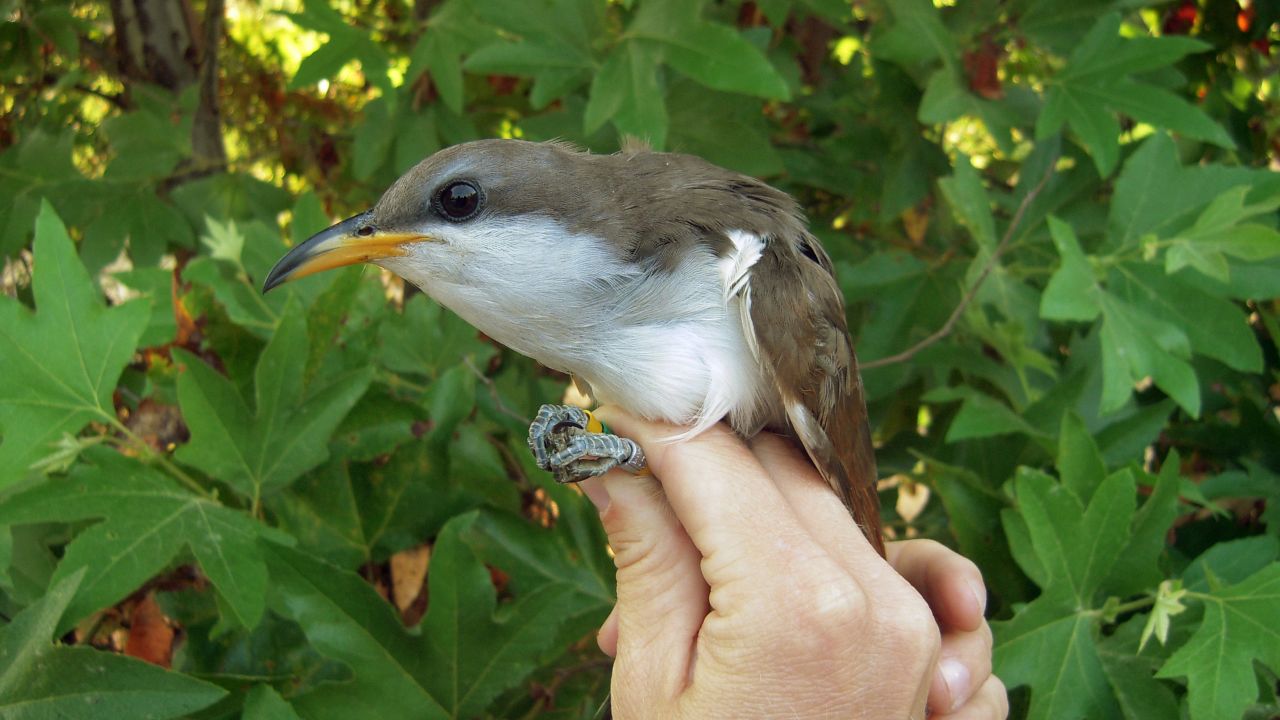 This August, 2013 photo provided by Point Blue Conservation Science shows a yellow-billed cuckoo, which has made the western United States its breeding ground for many years. But the migratory bird, which otherwise lives in Latin America, has seen its population dwindle in the past few decades because its habitats have been marred. NThe U.S. Fish and Wildlife Service on Thursday, Oct. 2, 2014, announced that the western population of the yellow-billed cuckoo has been listed as a threatened species and will be protected under the Endangered Species Act. The bird resides in 12 western states and in Mexico and Canada, but Arizona has the largest population. (AP Photo/Point Blue Conservation Science, Mark Dettling)