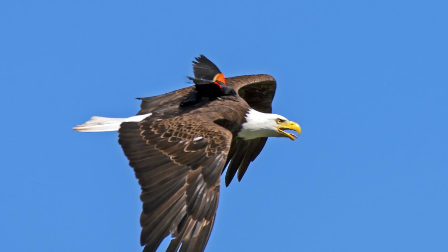Nature photographer Jason McCarty shared a photo of a red-winged blackbird riding a bald eagle that quickly garnered praise. 