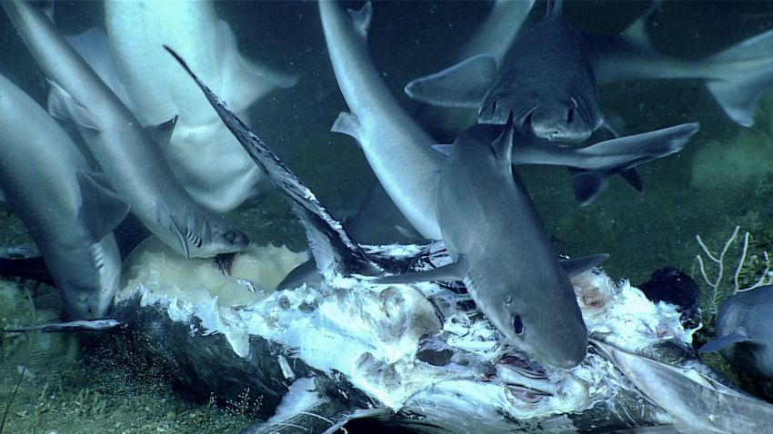 The science team noticed a number of sharks towards the end of the dive, and stumbled upon a group of them feeding on a billfish. The billfish looked like it hadn't been on the seafloor for too long.