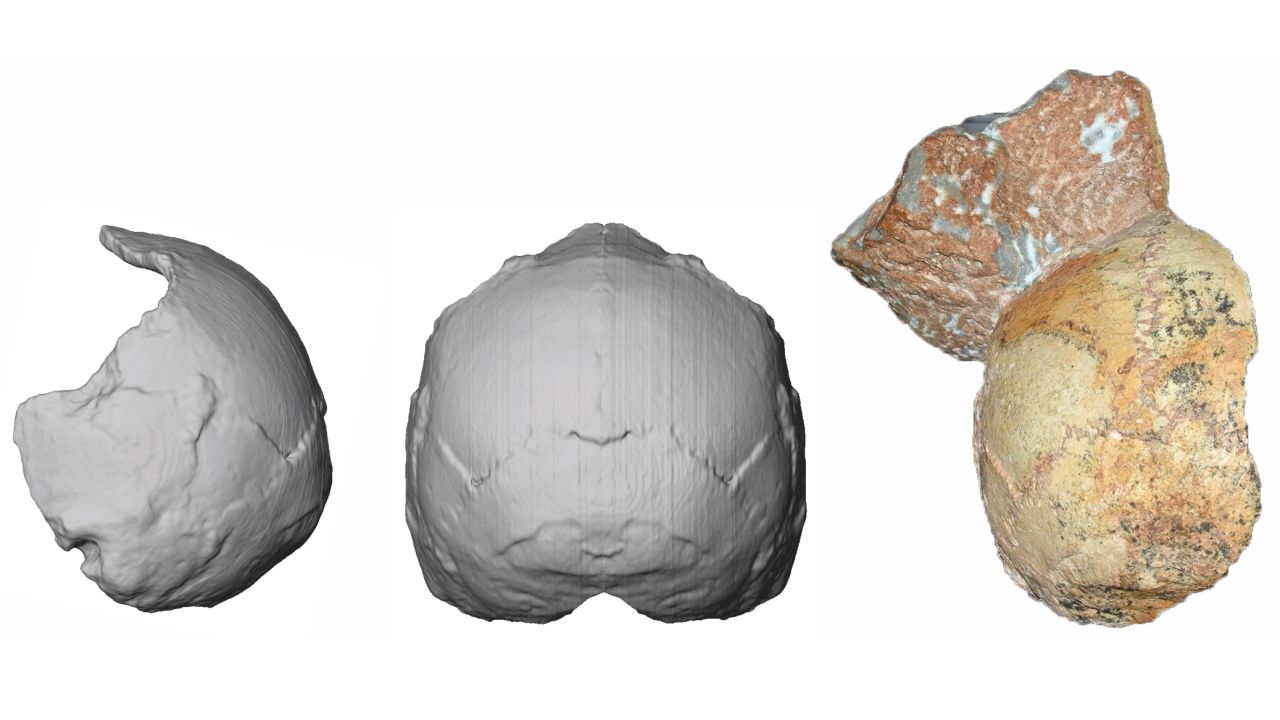 The back of a skull found in a Grecian cave has been dated to 210,000 years ago. Known as Apidima 1, right, researchers were able to scan and re-create it (middle and left). The rounded shape of Apidima 1 is a unique feature of modern humans and contrasts sharply with Neanderthals and their ancestors.