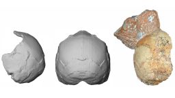 The Apidima 1 partial cranium (right) and its reconstruction from posterior view (middle) and side view (left). The rounded shape of the Apidima 1 cranium a unique feature of modern humans and contrasts sharply with Neanderthals and their ancestors.
