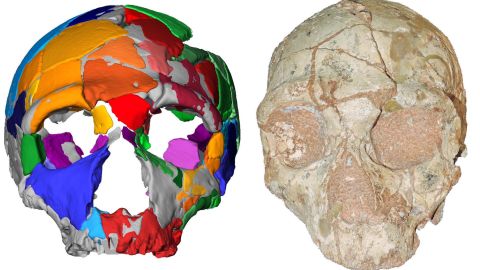 The Apidima 2 skull, right, and its reconstruction. Apidima 2 shows a suite of features characteristic of Neanderthals, indicating that it belongs to the Neanderthal lineage.