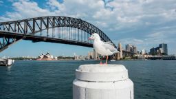 SYDNEY, AUSTRALIA - APRIL 09: A seagull sits in the sunshine with the city background on April 9, 2018 in Sydney, Australia. Sydney has been experiencing unseasonably high temperatures for April, with temperatures today reaching 35.4 degrees celsius exceeding the April record of two years ago of 34.2 degrees celcius by over one degree. (Photo by James D. Morgan/Getty Images)