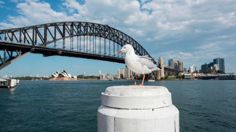 This file photograph shows a seagull siting in the sunshine with the city background on April 9, 2018 in Sydney, Australia.