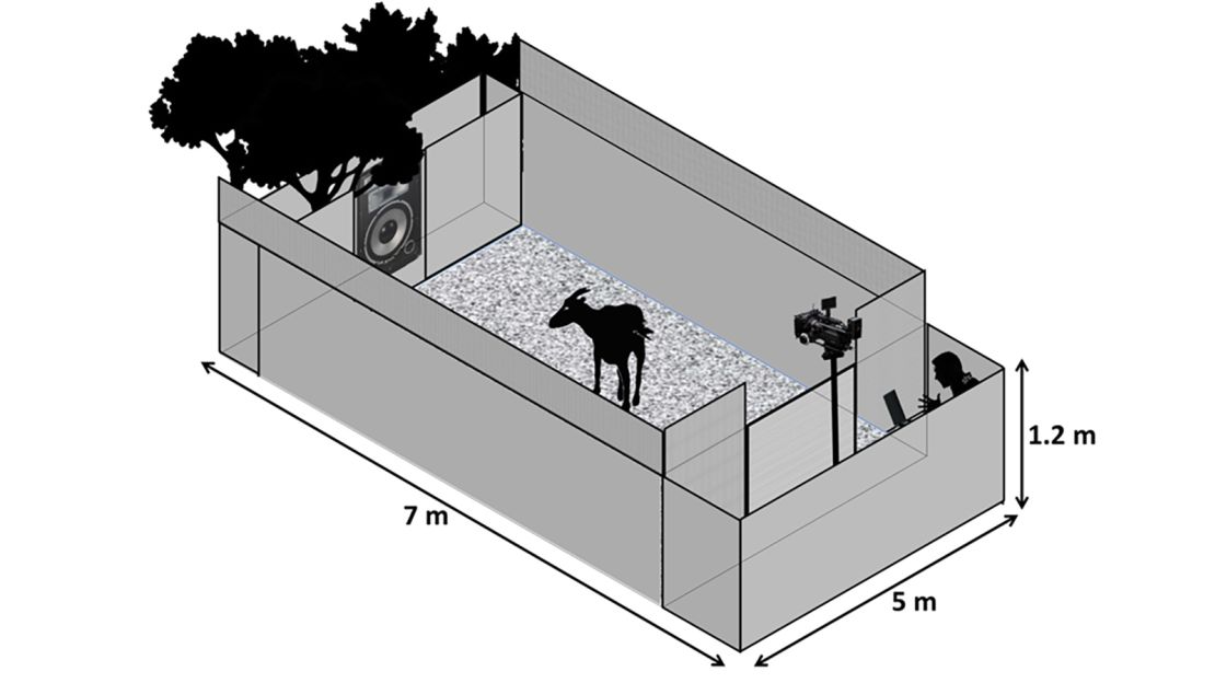 The study was conducted inside a 7 meter x 5 meter (23 x 16 foot) arena, in which the goats were played recordings of other goats' calls. 