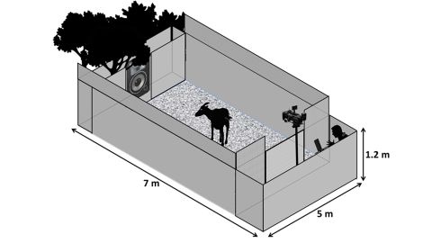 The study was conducted inside a 7 meter x 5 meter (23 x 16 foot) arena, in which the goats were played recordings of other goats' calls.