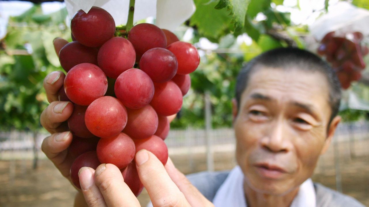Ruby Roman grapes, grown in central Japan, are among the most expensive in the world, prized for their sweetness and low acidity. 