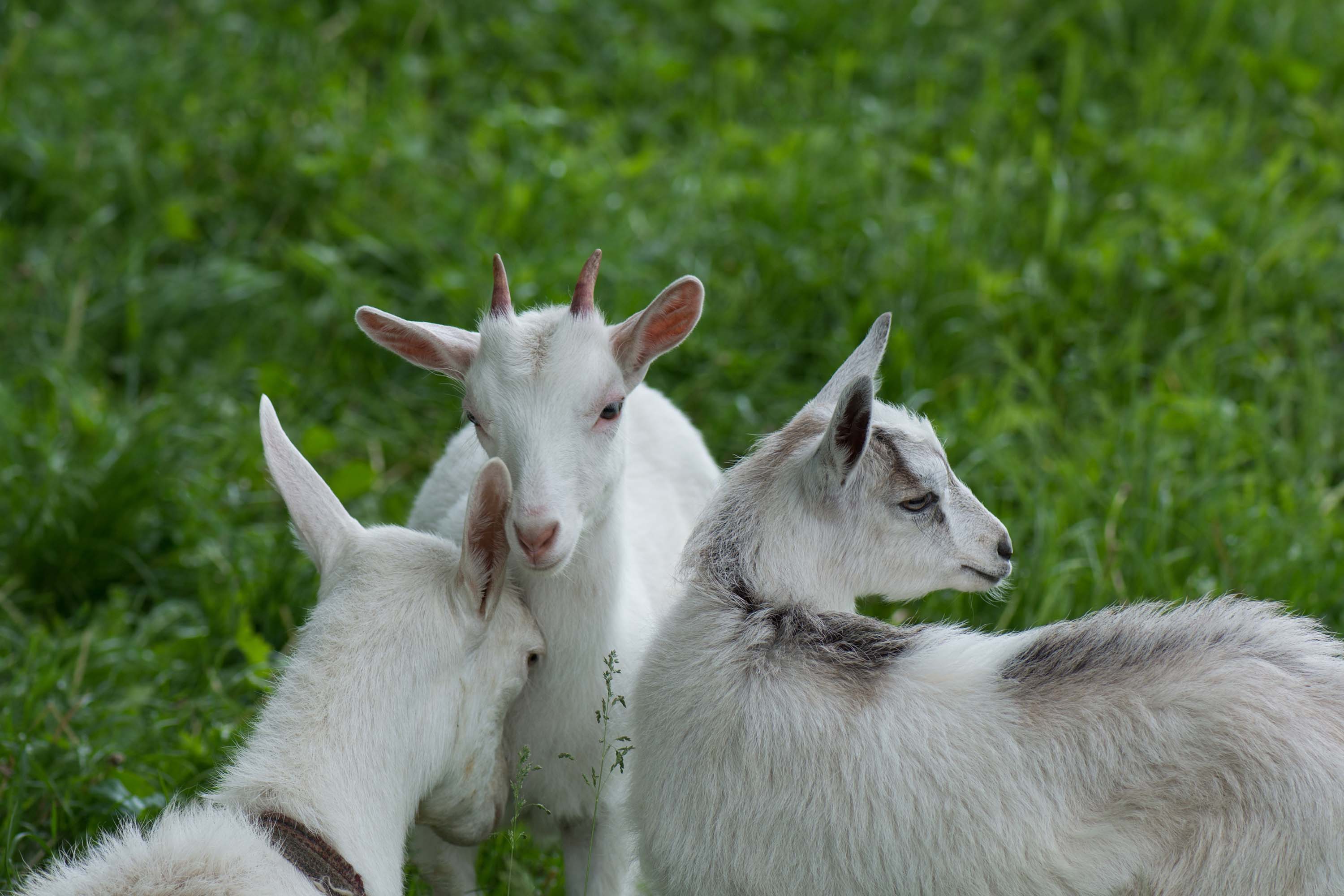 Goats May Be Able to Tell When Their Buddies Are Feeling Good or Baaad, Smart News