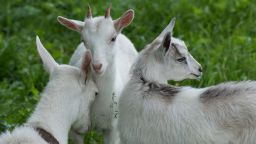 "Positive" and "negative" goat calls were recorded for the study, and played to other goats in order to measure their response.