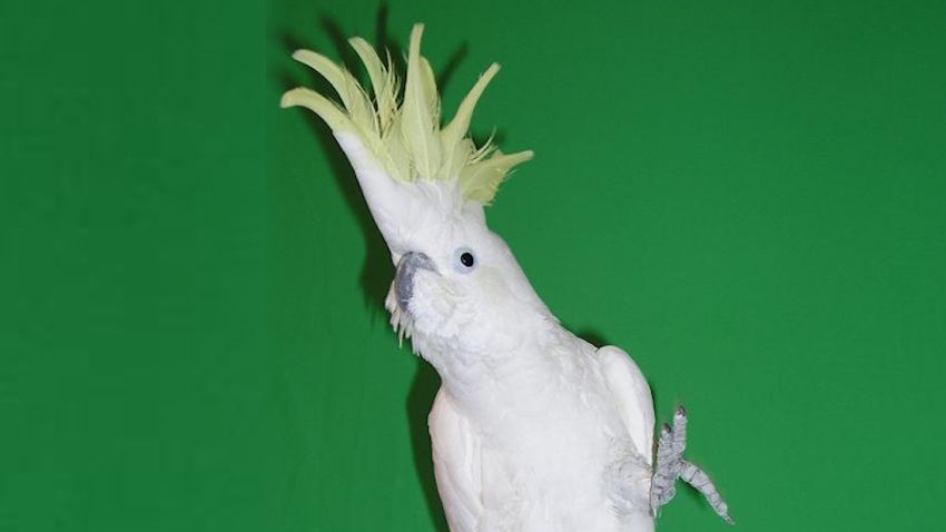 02 Cockatoo Snowball Bird File Zoomed