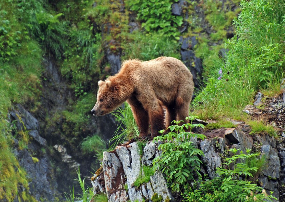 Alaska's most famous bears are a brown subspecies, ursus arctos middendorffi -- better known as Kodiak bears.