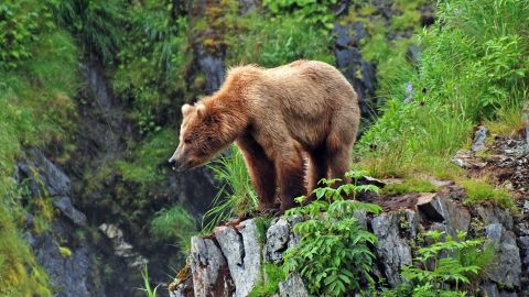 Alaska's most famous bears are a brown subspecies, ursus arctos middendorffi -- better known as Kodiak bears.