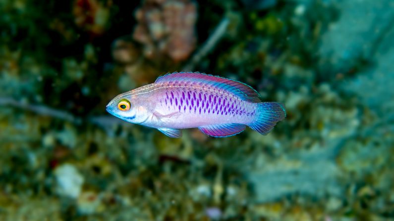 This fish is called Cirrhilabrus wakanda, or the Vibranium fairy wrasse -- a nod to the fictional country and metal featured in the Marvel movie  "Black Panther."