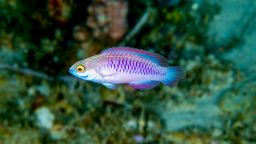 03 wakanda new fish species