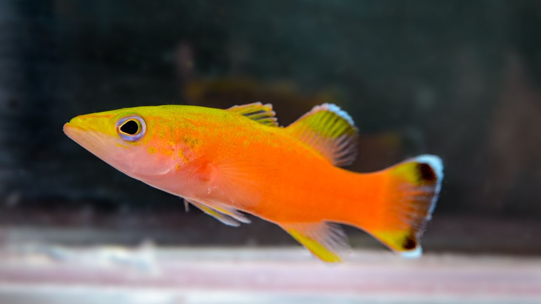 The basslet Liopropoma incandescens, found in Micronesia's deep reefs.