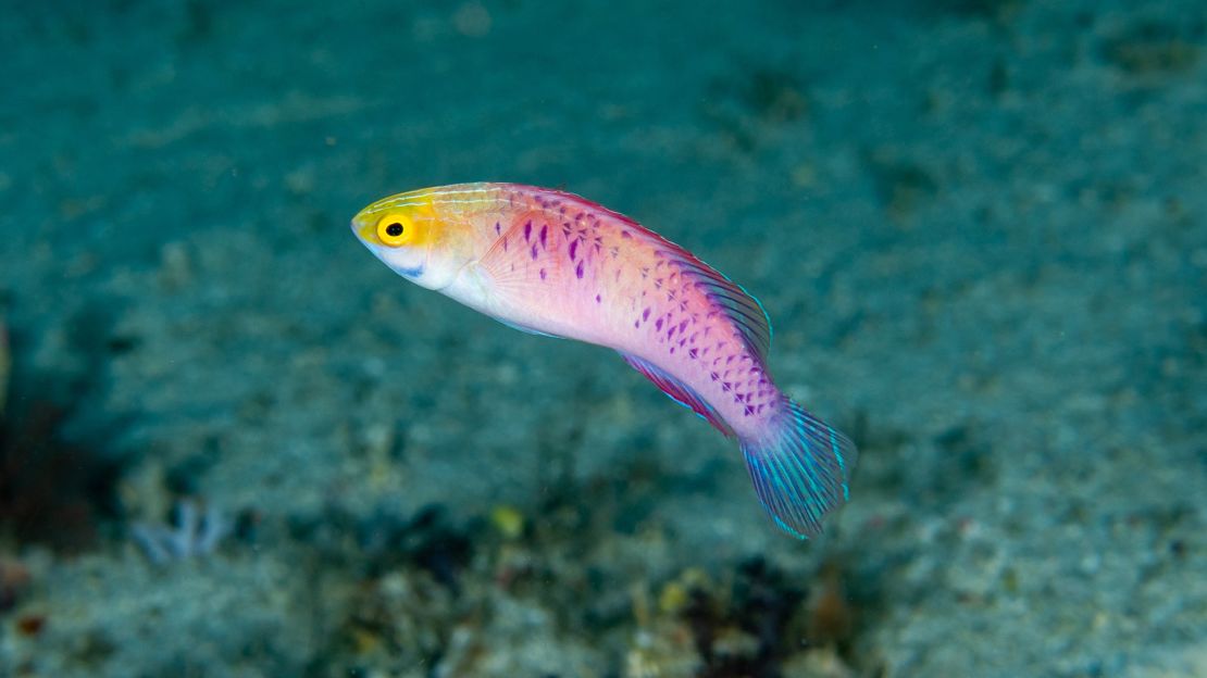 A male vibranium fairy wrasse.