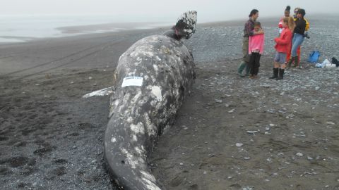 Alaska's 16th dead gray whale of 2019 was found stranded on Kodiak Island.                 